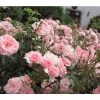 Bodendeckerrose 'The Fairy®', Rosa 2 Bodendeckerrose 'The Fairy®', Rosa -Outdoor Living Verkauf 20110607 WE MO 003 Rosenbluete