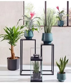 Bogenhanf - Sansevieria Cylindrica 'Mikado' -Outdoor Living Verkauf 20180515 PR MO 001 AechmeaSansevieriaBL15