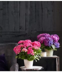 Hortensie - Hydrangea Macrophylla 'Curly Wurly' -Outdoor Living Verkauf 20180525 PR MO 003 HortensienCurly