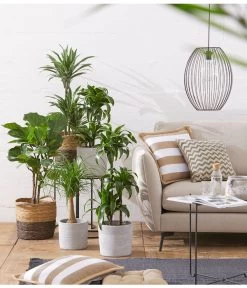 Drachenbaum - Dracaena Deremensis 'White Stripe' -Outdoor Living Verkauf 20180604 PR MO 002 Staemme