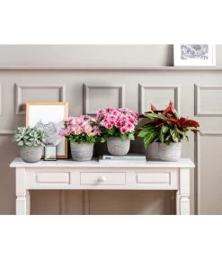 Kreuzkraut - Senecio Cephalophorus -Outdoor Living Verkauf 20181002 PR MO 001 Chrysanthemen BL18