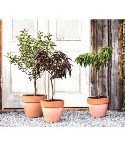 Zwergsauerkirsche 'Griotella' -Outdoor Living Verkauf 20190626 WE MO 002 ZwergundSaeulenobst GC10 2020