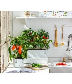 Pick-a-Pep® Paprika, Rot -Outdoor Living Verkauf 20200604 WE MO 001 IndoorTomatePaprika 2021 GC11