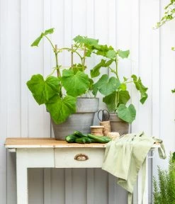 Mini Schlangengurke -Outdoor Living Verkauf 20200717 8842643 WE MO 002 CucurbitaePepoZucchiniGruen 2021 GC13 01