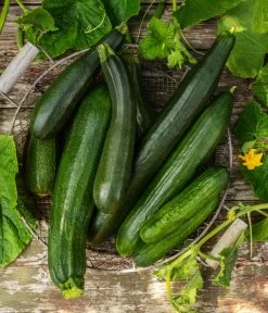 Mini Schlangengurke -Outdoor Living Verkauf 20200722 8830747 8831000 WE MO 001 GurkeEtikett