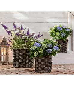 Sommerflieder 'Black Knight' -Outdoor Living Verkauf 20200729 7078975 WE MO 002 HortensienBuddleja