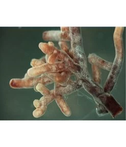 Mykorrhiza Soluble, 30 G -Outdoor Living Verkauf 2537132 2360626 WE FS 001 MykorrhizaaufWurzel