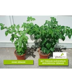 Mykorrhiza Soluble, 30 G -Outdoor Living Verkauf 2537132 2360626 WE FS 001 Mykorrhizachillibeschriftet