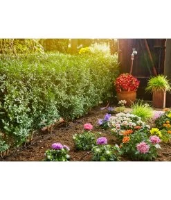 GARDENA Micro-Drip-System Start-Set Pflanzreihe S -Outdoor Living Verkauf 2848497 WE MO 001 GardenaMicroDripSystemSetBewaesserung