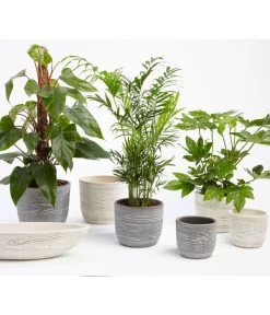 Dehner Keramik-Jardiniere Wood, Oval, Ca. B48/H12/T14 Cm -Outdoor Living Verkauf 2890713 WE MO 001 TopfWoodGrauCremeFotoshootingUveSauerFebruar2016