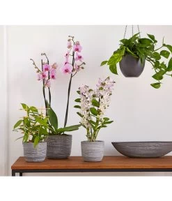 Dehner Keramik-Jardiniere Wood, Oval, Ca. B48/H12/T14 Cm -Outdoor Living Verkauf 2890903 PR MO 012 TopfJardiniereWoodGrauUveSauer