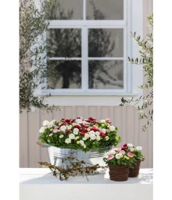 Zink-Wanne Mit Holzgriffen, Rund, Silber -Outdoor Living Verkauf 323683 323717 WE MO 002 ZinkWannemitHolzgriffenrundsilber