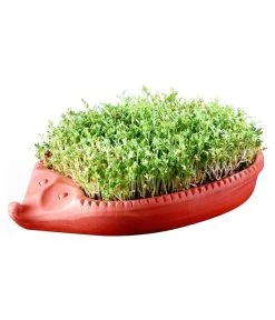 Römertopf Kresseigel Mit Kresse-Saatgut -Outdoor Living Verkauf 349993 BildM 001 RoemertopfKresseigelMitKresseSaatgutKresseIgel1SamenTerra