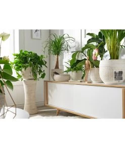 Dehner Keramik-Pflanzsäule Rustika, Creme, Ca. Ø24/H55 Cm 6 Dehner Keramik-Pflanzsäule Rustika, Creme, Ca. Ø24/H55 Cm -Outdoor Living Verkauf 3622503 PR MO 002 KeramikTopfRustikaCreme