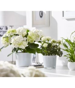 Dehner Glas-Übertopf Conner, Rund -Outdoor Living Verkauf 3816527 WE MO 001 GlasTopfConnerWeissFotoshootingUveSauerFebruar2016