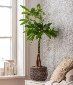 Glückskastanie - Pachira Aquatica, In Keramik -Outdoor Living Verkauf 4083325 82506059 4083325 WE MO 001 TopfStefBraunPachiraAquatica