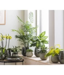 Dehner Keramik-Schale Linn, Rund, Dunkelgrün, Ca. Ø34 Cm -Outdoor Living Verkauf 4100160 WE MO 001 SerieLinnGruenStruktur12cm