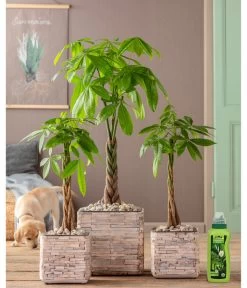 Dehner Grünpflanzen-Dünger, Flüssig, 500 Ml -Outdoor Living Verkauf 4418075 WE MO 002 DehnerGruenpflanzenDuengerfluessig500ml