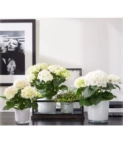 Dehner Glas-Übertopf Conner, Rund -Outdoor Living Verkauf 5175898 PR MO 001 GlasTopfConnerweiss