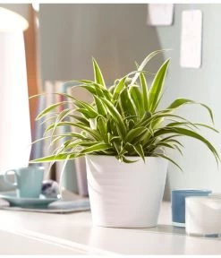 Grünlilie - Chlorophytum Comosum 'Ocean' -Outdoor Living Verkauf 5253323 WE MO 001 KeramikTopfWaveWeissMattDehnerUveSauerApril2016