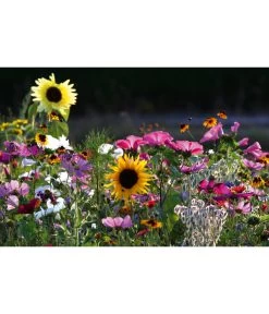 Dehner Natura Saatgut 'Bienenweide' -Outdoor Living Verkauf 5341557 WE MO 001 Bienenweide