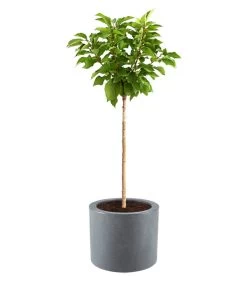 Dehner Kunststoff-Blumenkübel Palermo, Mit Rollen, Anthrazit, Ca. Ø40 Cm 7 Dehner Kunststoff-Blumenkübel Palermo, Mit Rollen, Anthrazit, Ca. Ø40 Cm -Outdoor Living Verkauf 5344320 WE DE 002 KunststoffBlumenkuebelKubusBlumentopfUebertopfPflanzentopfTopfKuebel