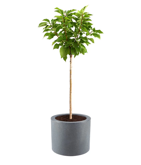 Dehner Kunststoff-Blumenkübel Palermo, Mit Rollen, Anthrazit, Ca. Ø40 Cm 4 Dehner Kunststoff-Blumenkübel Palermo, Mit Rollen, Anthrazit, Ca. Ø40 Cm – Bild 2