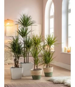 Drachenbaum - Dracaena Fragrans 'Lemon Lime' -Outdoor Living Verkauf 5390208 WE MO 001 QuadroPremiumKorbPhilGruen