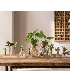 Waterplant Balsamapfel Im Kugelglas - Clusia Rosea 'Princess', Mit LED 8 Waterplant Balsamapfel Im Kugelglas - Clusia Rosea 'Princess', Mit LED -Outdoor Living Verkauf 6125066 WE MO 001 WaterPlants