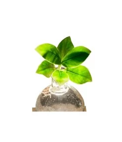 Waterplant Balsamapfel Im Kugelglas - Clusia Rosea 'Princess', Mit LED 9 Waterplant Balsamapfel Im Kugelglas - Clusia Rosea 'Princess', Mit LED -Outdoor Living Verkauf 6125074 WE DE 001 WaterPlantlusia7cmmitLicht