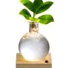 Waterplant Balsamapfel Im Kugelglas - Clusia Rosea 'Princess', Mit LED -Outdoor Living Verkauf 6125074 WE FS 001 WaterPlantlusia7cmmitLicht