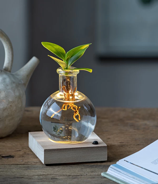 Waterplant Balsamapfel Im Kugelglas - Clusia Rosea 'Princess', Mit LED 4 Waterplant Balsamapfel Im Kugelglas - Clusia Rosea 'Princess', Mit LED – Bild 2