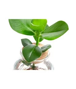 Waterplant Balsamapfel Im Kugelglas - Clusia Rosea 'Princess', Ca. 30 Cm -Outdoor Living Verkauf 6125082 WE DE 001 WaterPlantsClusia12cm