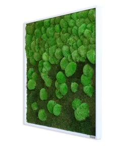 StyleGREEN Bild Aus Wald- Und Kugelmoos Im Verlauf, Ca. B80/H80/T7 Cm -Outdoor Living Verkauf 6429807 WE FS 002 Wald KugelmoosbildVerlauf80x80cm