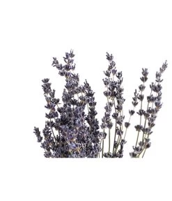 Trockenblumenbund Lavendel -Outdoor Living Verkauf 6491682 PR DE 001 LavendeltiefblauBund DehnerExpressHerzig