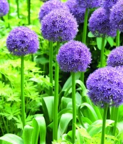 Dehner Blumenzwiebel 5 Monate Blütenpracht, 200 Stk. -Outdoor Living Verkauf 6617286 WE MO 001 DehnerBlumenzwiebel5MonateBlumenpaket