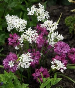 Dehner Blumenzwiebel 5 Monate Blütenpracht, 200 Stk. -Outdoor Living Verkauf 6617286 WE MO 002 DehnerBlumenzwiebel5MonateBlumenpaket