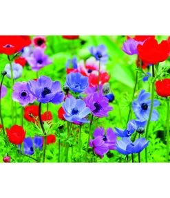 Dehner Blumenzwiebel 5 Monate Blütenpracht, 200 Stk. -Outdoor Living Verkauf 6617286 WE MO 003 DehnerBlumenzwiebel5MonateBlumenpaket