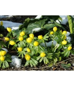 Dehner Blumenzwiebel 5 Monate Blütenpracht, 200 Stk. -Outdoor Living Verkauf 6617286 WE MO 004 DehnerBlumenzwiebel5MonateBlumenpaket