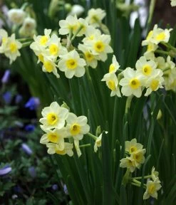 Dehner Blumenzwiebel 5 Monate Blütenpracht, 200 Stk. -Outdoor Living Verkauf 6617286 WE MO 005 DehnerBlumenzwiebel5MonateBlumenpaket