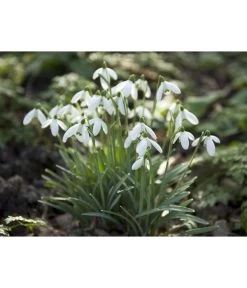 Dehner Blumenzwiebel 5 Monate Blütenpracht, 200 Stk. -Outdoor Living Verkauf 6617286 WE MO 006 DehnerBlumenzwiebel5MonateBlumenpaket