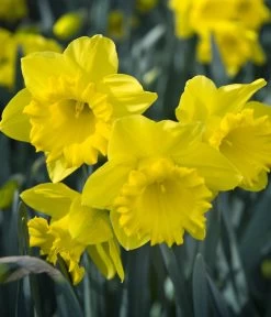 Dehner Blumenzwiebel 5 Monate Blütenpracht, 200 Stk. -Outdoor Living Verkauf 6617286 WE MO 007 DehnerBlumenzwiebel5MonateBlumenpaket