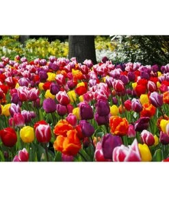 Dehner Blumenzwiebel 5 Monate Blütenpracht, 200 Stk. -Outdoor Living Verkauf 6617286 WE MO 010 DehnerBlumenzwiebel5MonateBlumenpaket