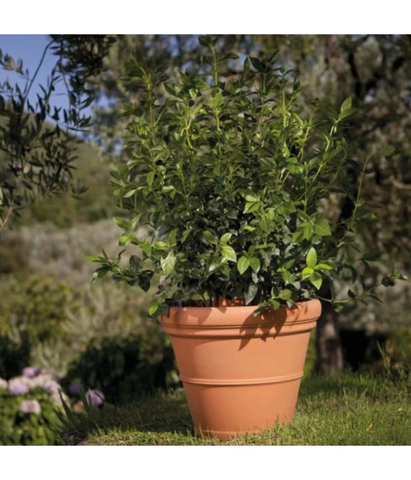 Farmet Kunststoff-Pflanzkübel, Glatt, Rund, Terrakotta 4 Farmet Kunststoff-Pflanzkübel, Glatt, Rund, Terrakotta – Bild 2