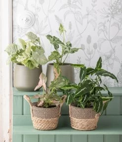 Purpurtute - Syngonium Podophyllum 'Mottled' -Outdoor Living Verkauf 6924559 WE MO 001 Syngonium