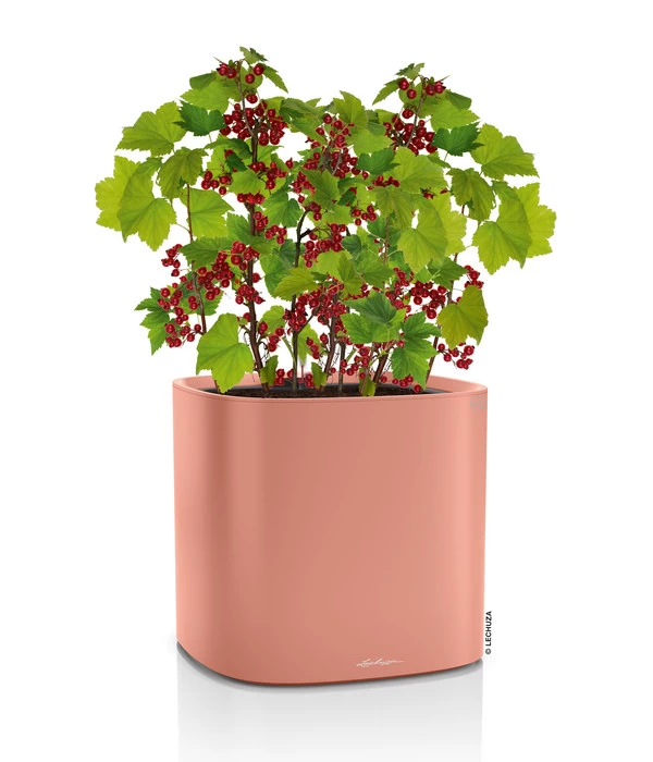LECHUZA® Kunststoff-Topf Pila Color Planter, Rund, Ca. Ø35/H33 Cm 4 LECHUZA® Kunststoff-Topf Pila Color Planter, Rund, Ca. Ø35/H33 Cm – Bild 2
