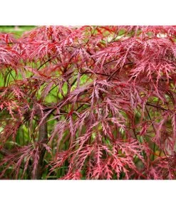 Dunkelroter Schlitz-Ahorn 'Dissectum Garnet' -Outdoor Living Verkauf 7015761 PR MO 001 DunkelroterSchlitzAhornAcerPDGarnetRetu