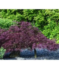 Dunkelroter Schlitz-Ahorn 'Dissectum Garnet' -Outdoor Living Verkauf 7015761 PR MO 002 AcerPalmatumDissectumGarnetLucknerRetu
