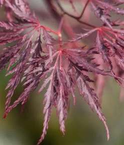 Dunkelroter Schlitz-Ahorn 'Dissectum Garnet' -Outdoor Living Verkauf 7018443 WE DE 001 AcerPalmatumDissectumGarnet