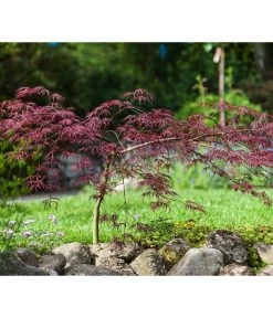 Dunkelroter Schlitz-Ahorn 'Dissectum Garnet' -Outdoor Living Verkauf 7018443 WE MO 005 AcerPalmatumDissectum